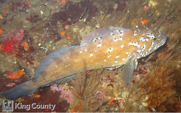 Photo of Hexagrammos decagrammus